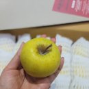 제제팜 | 제제팜님 시나노골드 공품 후기