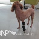 팔복이PC 이미지