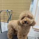 새하얗개 이미지