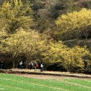 사곡면 화전리 산수유 축제로 오세요 이미지