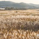 장암 송죽 억새길 이미지