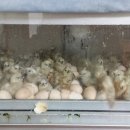 장수오골계 이미지