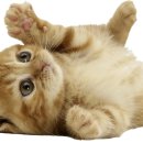 레드아쿠아 이미지