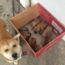 똥강아지 이미지