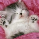 멍때리는 고양이 이미지