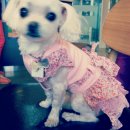 가로수동물병원 이미지