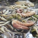 쭈꾸미총각 이미지