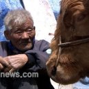 워낭소리 이미지