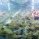 나그네쉼터어시장수산식당 이미지