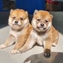 수원시바견 이미지