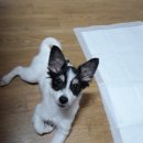 청단 Daum카페