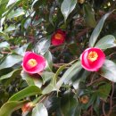 섬진강제첩국 이미지