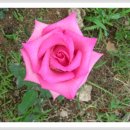 장미꽃길 1 이미지