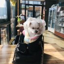 광주동물메디컬센터 이미지