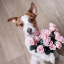 퍼피케어 이미지