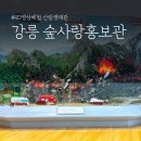 숲사랑(산불방지)홍보관 | 아이들과 가기 좋은 4D영상체험 산림생태관 &#34;강릉 숲사랑홍보관&#34;