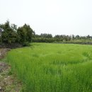 G1096 이미지