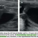 Feline abdominal ultrasonography : Renal pelvis, ureters, urinary bladder 이미지