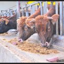 아산칡소영농조합법인 이미지