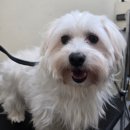 주멍멍 | 내유동애견미용 잘하는 곳 주멍멍