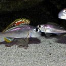 패밀리 아쿠아 이미지