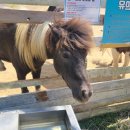 와가목장 이미지