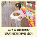 미래농장 | 경기도 일산 딸기체험농장 꽃보다딸기 대만족 후기 (ft. 주차, 가격)