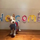 로제펫샵 이미지