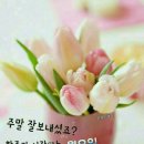 사랑꽃