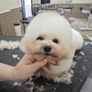 애견미용사 3급 자격증 과정 2 이미지