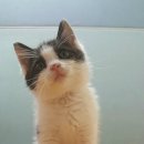 묘생역전 이미지