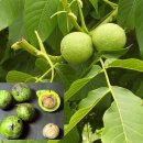 호도나무집 이미지