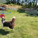 하늘흑염소농장 이미지