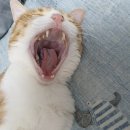 이노동물병원 | 전주 고양이 스케일링 후기 전주동물병원&lt;이노동물병원&gt;