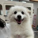 쿨펫 양·한방 동물병원 이미지