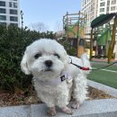 강아지 하네스 추천 멍템 팔레트 하네스 사용 후기｜소형견 산책 필수템