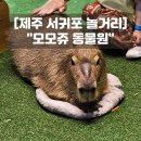 애니메이션&발레 <발레인 시네마Ⅱ> | 제주 서귀포 놀거리 모모쥬 동물원 신화월드 주차 입장료 카피바라 꿀팁 솔직후기!