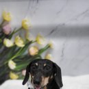 이쁘개 즐겁개 이미지