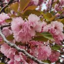 경주축구공원주차장 | 경주 불국사공원 겹벚꽃 지금이 절정 공영주차장 숨은 명소 후기 (벚꽃과 차이)