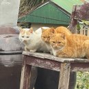 길냥이와 함께하는 이미지