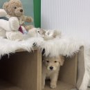 바른 애견 이미지