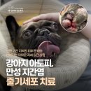 금일메디컬 | 강아지 아토피, 만성 지간염, 아토피에 적용한 줄기세포 치료 사례, 줄기세포 동물병원 애니컴메디컬센터