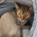 야옹아 놀자 경주점 이미지