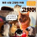 제주 고양이 카페 추천 비만고양이 에서 힐링 데이트
