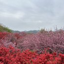 완산뜨락작은도서관 | 완산 칠봉 꽃동산 후기 주차 방법과 봄마실 플리마켓 버스킹 정보