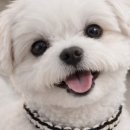 꾸미는 강아지 이미지