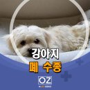 Dr. 오즈 동물병원 이미지