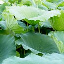 대구한정식 녹야원 이미지