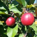 참살이농원 이미지