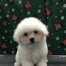 황금애견샵